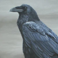 Kasugaikarasu