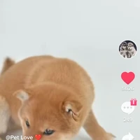 con chó không cưng chiều nhất trong các