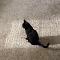 Miêu