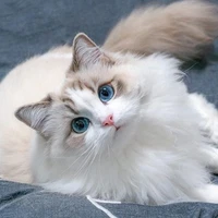 BỔN Miêu( cân mọi chức vụ)