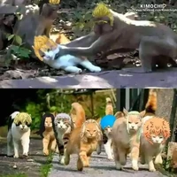 Tác giả cute phô mai que