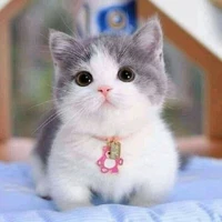 Mèo