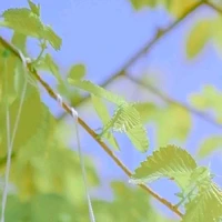 cả lớp