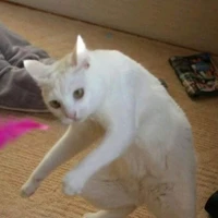 Tác giả Bê tông