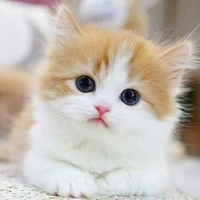 Sarinna (tác giả)