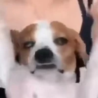 Tác Giả :))))