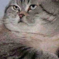 Con t/g iu nhân vật 2d