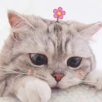 Dâu