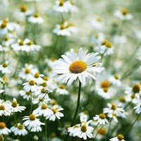 Dân Cư Bí Ẩn Vai Quần Chúng