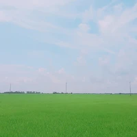 tác giả cute hột me