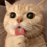 𝓝𝒾𝓃𝒽 𝓝𝒾𝓃𝒽(tác giả)