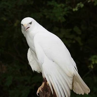 bàng