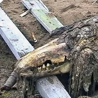 Scp 682