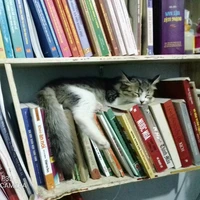 chiếc mèo quái vật:)