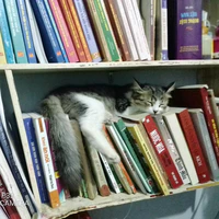 chiếc mèo quái vật:)
