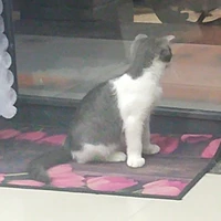 pé tác giả đáng iu cute phomaique