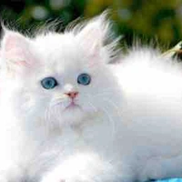 Tiểu Bạch lúc là mèo