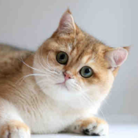Tiểu Bảo lúc là mèo