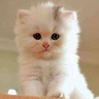 Mẹ của TB và TB lúc là mèo