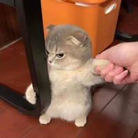 Tác giả cute :>