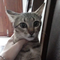 tác giả yêu mèo