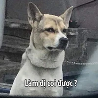 Con chó tên Mèo