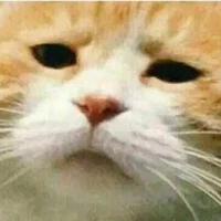 Cả 5 đứa
