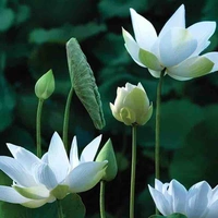Người Xuyên không