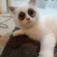 Ba chị em họ Bạch