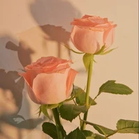 All có ai không cần biết:))