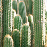Xương Rồng 🌵