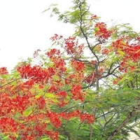 diễn viên quần chúng
