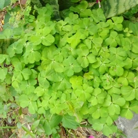 Gấu Nâu/Tác giả