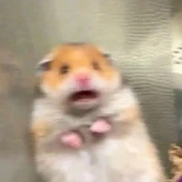Sú đayyyyyyyy