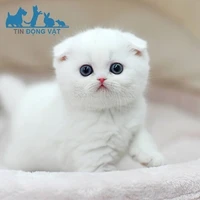 Tiểu Bảo mèo nhỏ