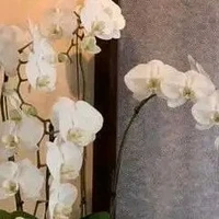 Đám học sinh