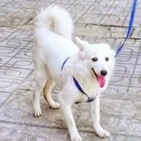 Herich ( chú chó của Diễm My )