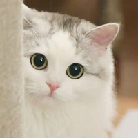 Sarinna (tác giả)