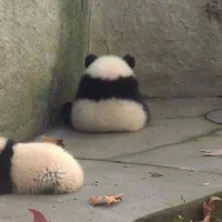 t/g umê gấu trúc