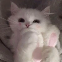 Kookie