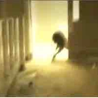 Entity 8: The Hounds 