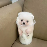 Người Bí Ẩn