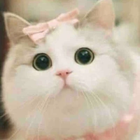 Mèo của su