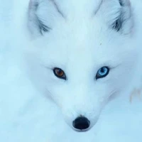 Con tác giả ngáo ngơ