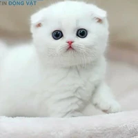 Mimi(mèo)