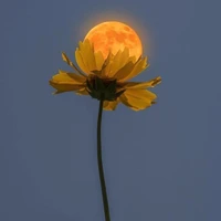 All-trừ những người cần trừ