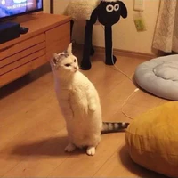 Au