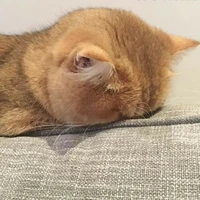 bá tánh