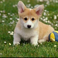 hệ thống 419 (Waky)