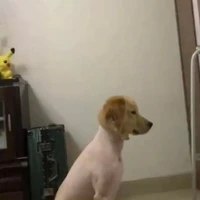 Tác Giả